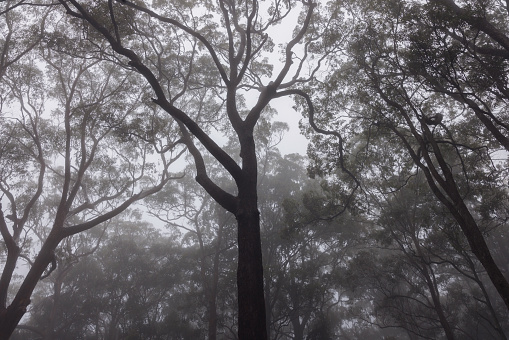 Rainforest canopy shrouded in mist in Australian forest