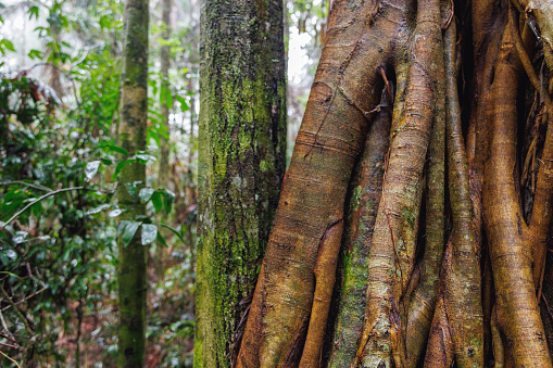 Strangler fig in Australian rainforest