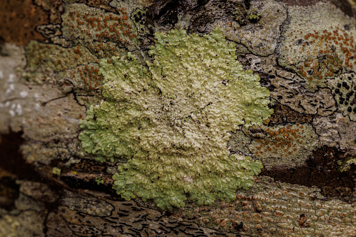 Close up of lichen growing on crepe myrtle tree