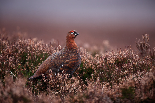 Red grouse, Lagopus lagopus scoticus, male, winter, Scotland