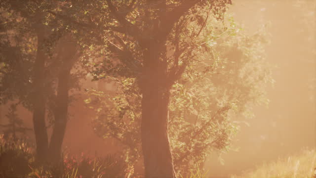 sunset in the foggy forest