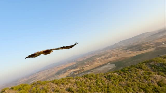 Griffon vulture (Gyps Fulvus) in flight close up shot in slow motion 240fps
