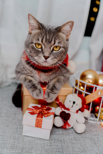 Cat dress up santa with gift and Christmas decoration at home.