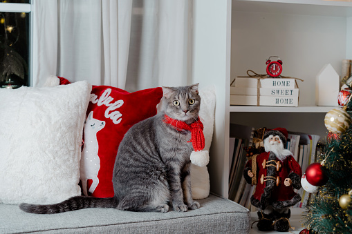 Cute blue British Shorthair cat playing under Christmas tree with ornaments and festive lighting in living room at home. Domestic feline celebrating Christmas festival and holiday season with family.
