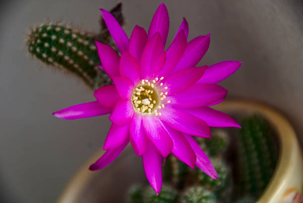 Ablooming Cactus Flower stock photo