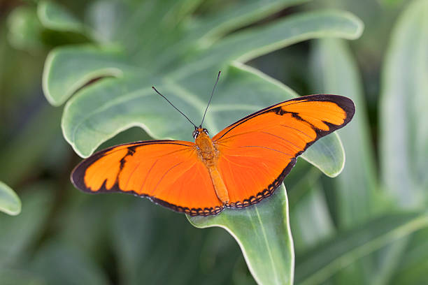 istock I like de color orange 181592584