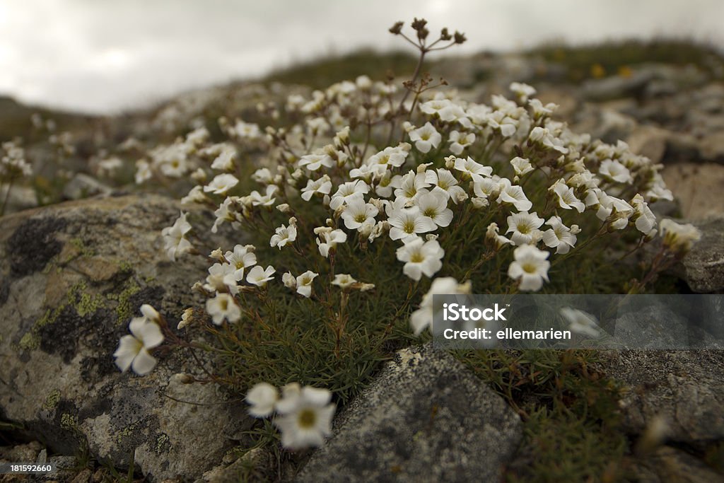 Montanha de flores em pedras - Foto de stock de Amarelo royalty-free