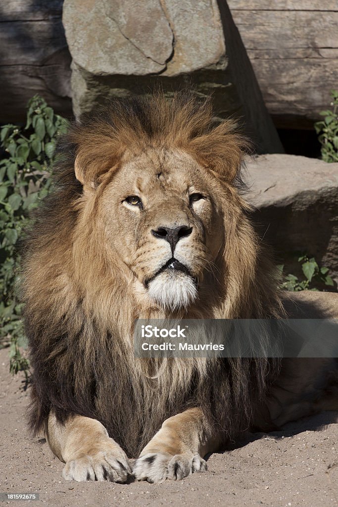 Pericoloso animale africano - Foto stock royalty-free di Animale