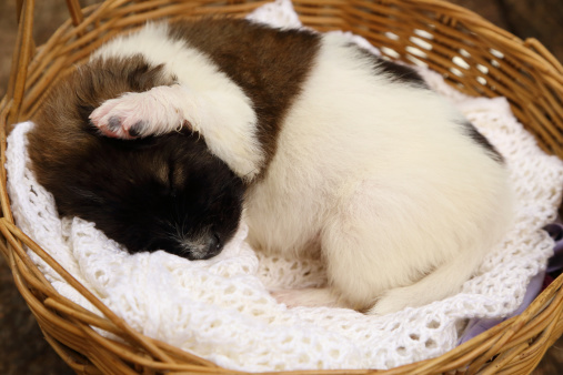 little puppy dog sleeping in basket