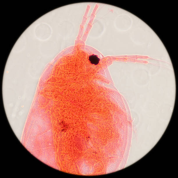 pulga de água - daphnia water flea high scale magnification micro organism imagens e fotografias de stock