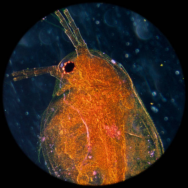 pulga de água - daphnia water flea high scale magnification micro organism imagens e fotografias de stock