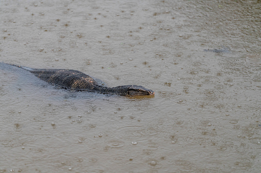 A water monitor lizard swims in the Tapi River during heavy rainfall in Surat Thani, Thailand on November 27, 2023. Heavy rain and flooding take place in Surat Thani, Thailand, a tropical area increasingly affected by climate change during the south's rainy season.