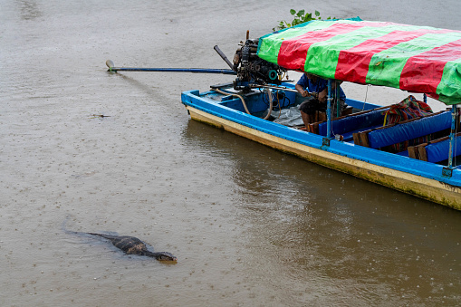 A water monitor lizard swims in the Tapi River during heavy rainfall in Surat Thani, Thailand on November 27, 2023. Heavy rain and flooding take place in Surat Thani, Thailand, a tropical area increasingly affected by climate change during the south's rainy season.