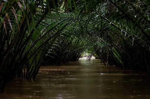 A general view of the lush mangroves along the Tapi River during heavy rainfall in Surat Thani, Thailand on November 27, 2023. Heavy rain and flooding take place in Surat Thani, Thailand, a tropical area increasingly affected by climate change during the south's rainy season.