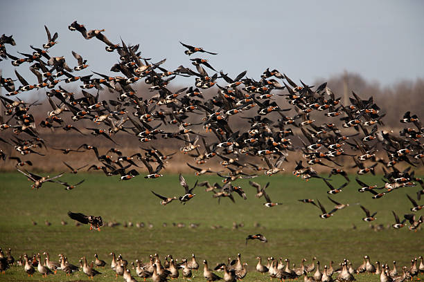 istock Red-breasted goose, Branta ruficollis 181595226