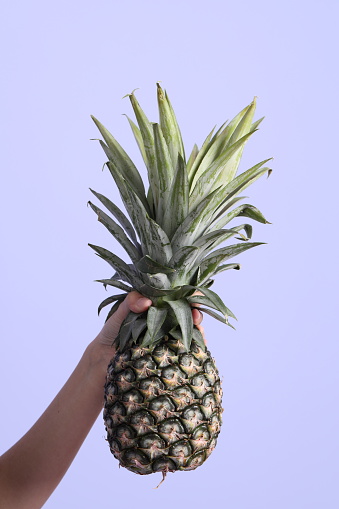 The Asian woman hand holding pineapple in the purple background.