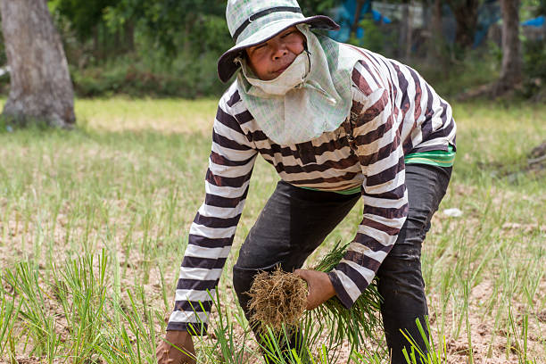 istock Thai farmer is transplanting rice seedlings in dry earth 181596375