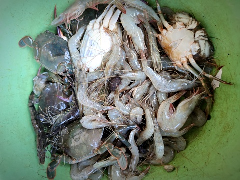 small shrimp and crab catches