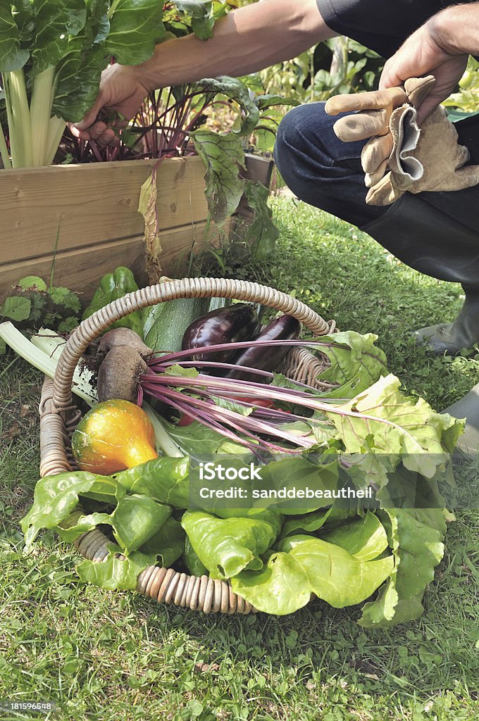 Frisches Gemüse - Lizenzfrei Gemüsegarten Stock-Foto