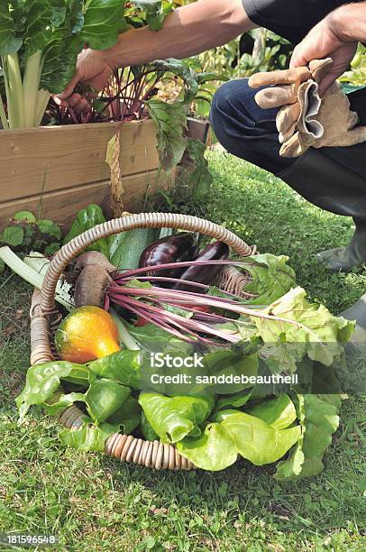 Frisches Gemüse Stockfoto und mehr Bilder von Gemüsegarten - Gemüsegarten, Korb, Aubergine