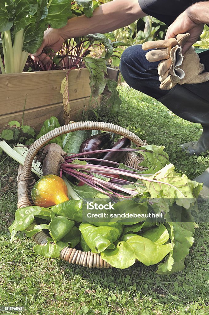 Świeże warzyw - Zbiór zdjęć royalty-free (Kosz)