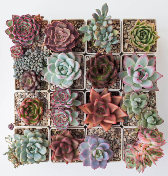 istock Bright colour houseplant set, top view. Succulent in pot 1815975321