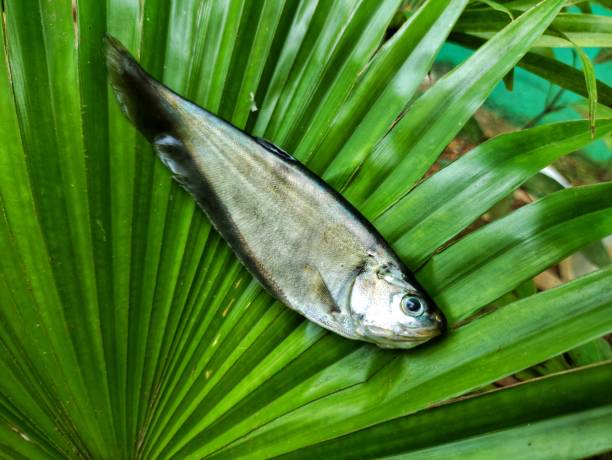 knife fish featherback fish on green leaf desi fali machh knife fish featherback fish on green leaf desi fali machh HD chitala stock pictures, royalty-free photos & images