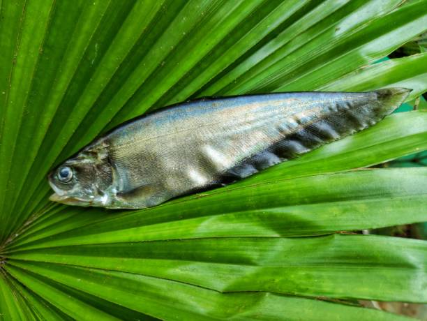 knife fish featherback fish on green leaf desi fali machh knife fish featherback fish on green leaf desi fali machh HD chitala stock pictures, royalty-free photos & images