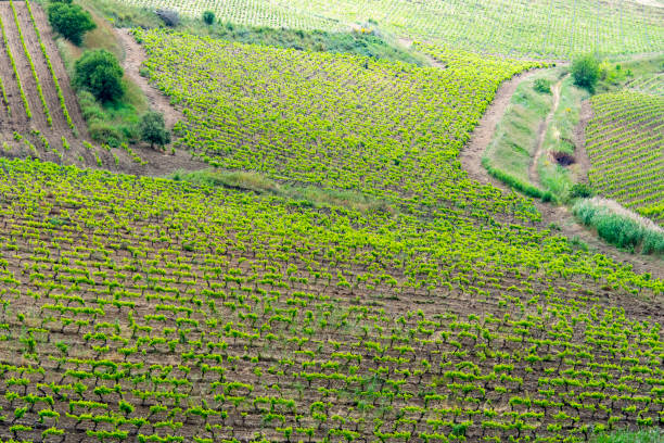 istock Catarratto Grapes Vineyard in Trapani Region 1815990406