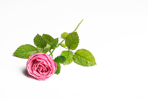 Pink beautiful rose isolated on white background, flower template concept. Close up view