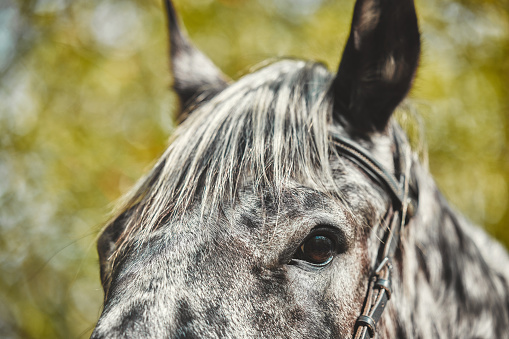 Close-up of a head horse outdoors