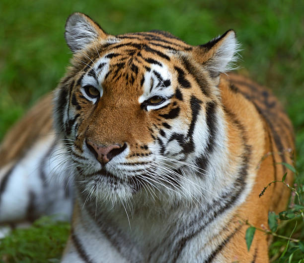 istock Portrait of a tiger 181599646