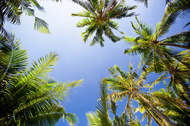 istock Top of palm trees 181600324