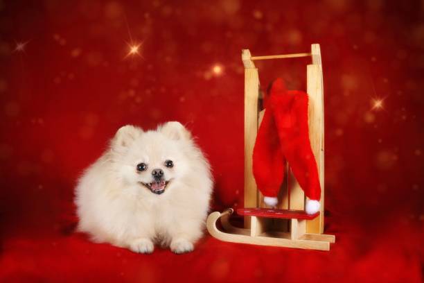 istock Christmas card dog 1816020464