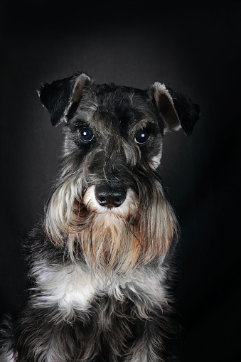 portrait of miniature schnauzer pepper and salt