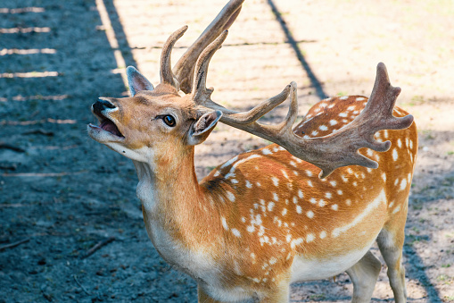 Male fallow deer in zoo, selective focus