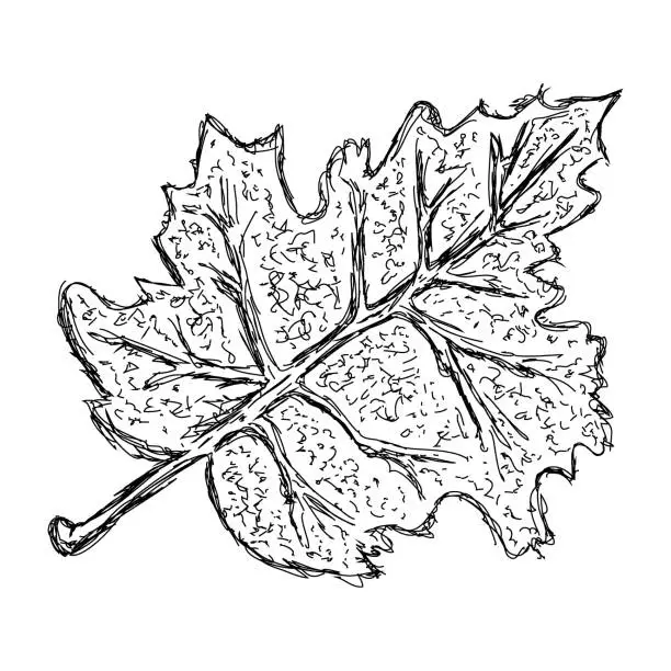 Vector illustration of Leaf drawing