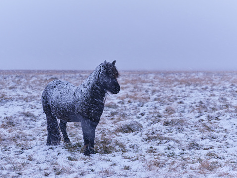 Black Icelandic horse during snowy winter day in a meadow. Photographed in medium format. Copy space.