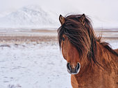 Brown Icelandic horse during winter day.