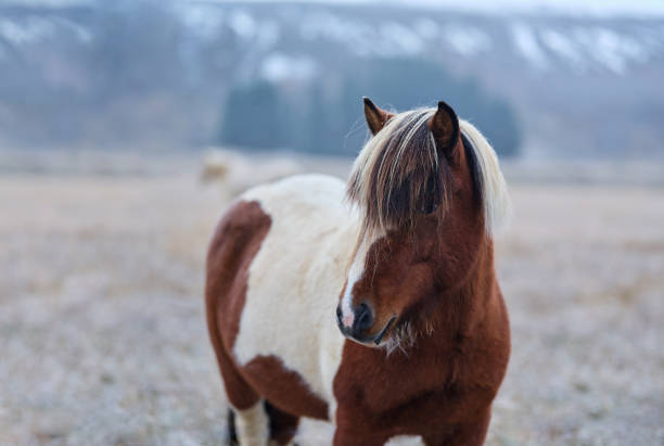 Icelandic horse during winter day in a meadow. Photographed in medium format. Copy space.
