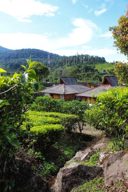 istock several wooden huts in a tea mountain 1816036611