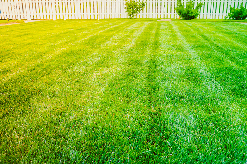Green saturated mowed lawn on a warm sunny summer day. Well-groomed lawn in the countryside
