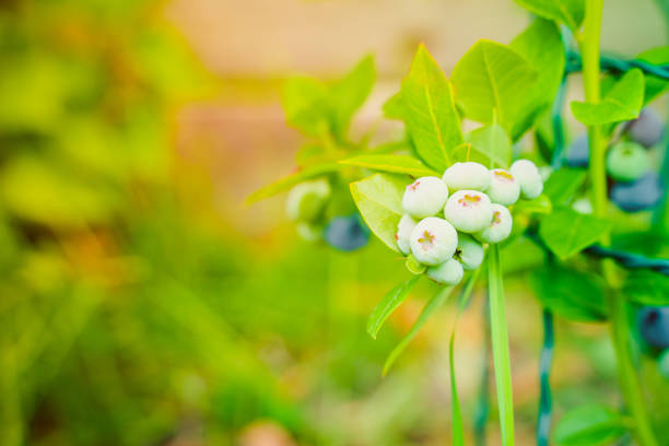 Green unripe blueberries close-up on a blurred background