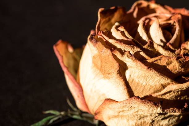 istock Closeup of withered rose petals on a black background. 1816046094