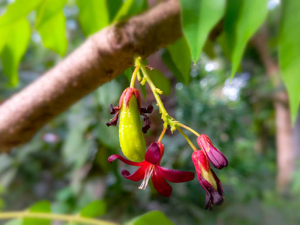 istock Close-up of bilimbi fruit plant tree. 1816051615