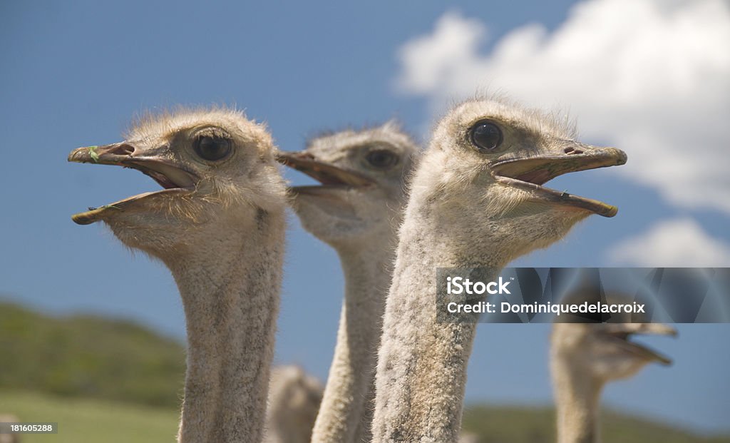 Ostriches 있는 Klein 카루, 남아프리카 공화국 - 로열티 프리 구름 스톡 사진