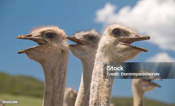 Foto de Avestruzes Na Klein Karoo África Do Sul e mais fotos de stock de Aberto - Aberto, Alto - Descrição Geral, Animais de Safári