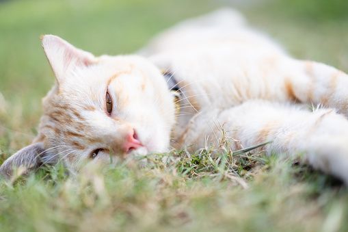 Happy little cat lying down on grass field, lazy cat portrait.
