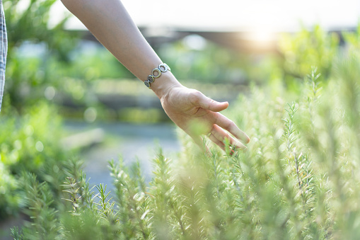 Unrecognizable Asian woman in beautiful dress walking in rosemary garden and gentle touching on rosemary branch. Woman touching on rosemary leaf in beautiful sunlight in background with copy space. Healthy and happy lifestyle concept.