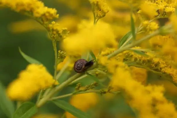 Photo of Small brown snail stands slithering on bright yellow flowers